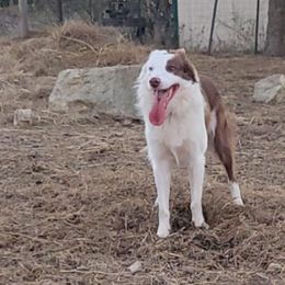 Border Collies from KMA Ranch