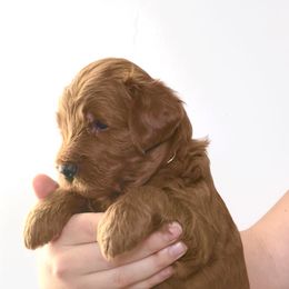 Goldendoodle Puppies from Indy Goldendoodles
