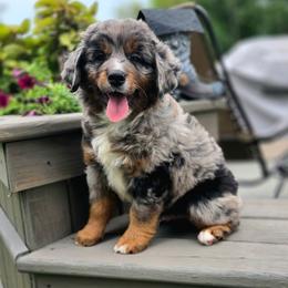 GOMER - Blue male Companion Cross puppy in Viking, Minnesota from Son Shine Farm