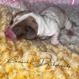 Dachshund Puppies from Camacho_Dachshunds