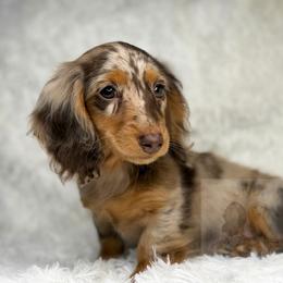 Zariah - Dachshund