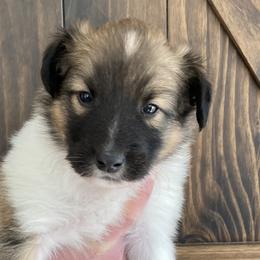 Susan - Sable and white Old Time Scotch Collie puppy in Mars Hill, North Carolina from Brambly Mountain Farm