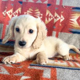 Lover Boy - Cream male Dachshund puppy in Okeechobee, Florida from HotShot Kennels