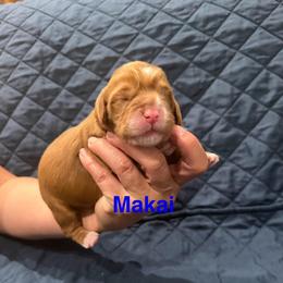 Makai - Caramel red male Australian Labradoodle puppy in Alamo, Texas from QuiSal Labradoodles