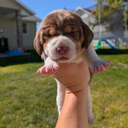 Peanut Butter - Brown white and tan female Beagle puppy in Gunnison, Utah from Desert Sage Beagles