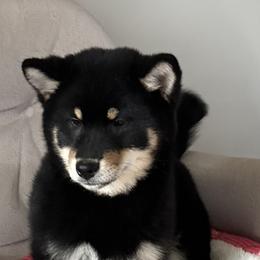 Jetta - Black and tan female Shiba Inu puppy in Winthrop, Minnesota from Kayobi Shibas
