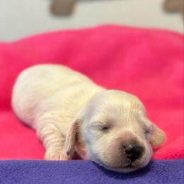 Wilma - Cream female Dachshund puppy in Whitesboro, Texas from Whitesboro Dachshund