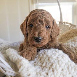 Goldendoodle Puppies from Deerly Doodles