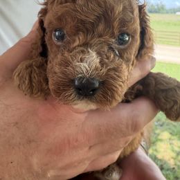 Ricky - Red male Cavapoo puppy in Osseo, Michigan from Smiths Fluffy butts