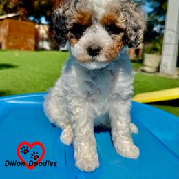 Girl 3 - female Bernedoodle puppy in Vacaville, California from Dillon Doodles