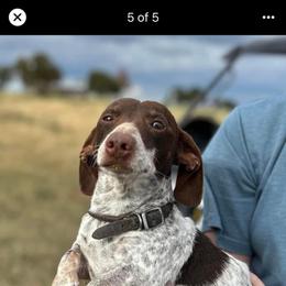 Skeeter - Dachshund