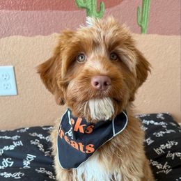 Sakura - Australian Labradoodle