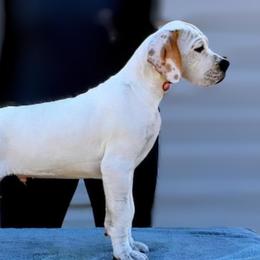 Xxxx - Black and white male Pointer puppy in Acton, Massachusetts from Wild West English Pointers
