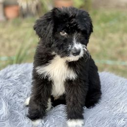 Aussiedoodles from American Doodles