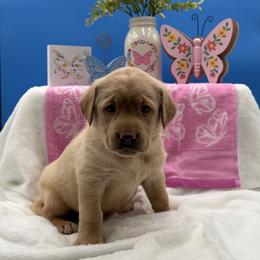Pink - Yellow female Labrador Retriever puppy in Heath Springs, South Carolina from Rich Hill Retrievers