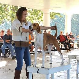 Bertha - American Foxhound