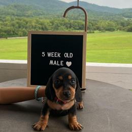 Winston - Black and tan male Dachshund puppy in Bedford, Virginia from Blue Ridge Mountain Weenies