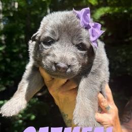 Oatmeal - Blue female German Shepherd puppy in Fort Jennings, Ohio from Von Holtzapple German shepherds