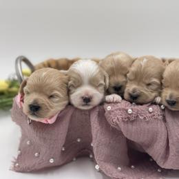 Maltipoo Puppies from Grassy Meadow Pups