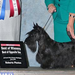 Boston Terriers and Scottish Terriers from Robbi's Pups