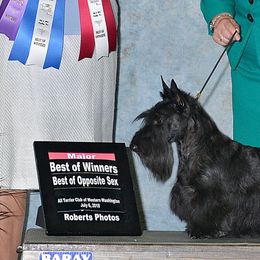 Boston Terriers and Scottish Terriers from Robbi's Pups