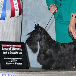 Boston Terriers and Scottish Terriers from Robbi's Pups