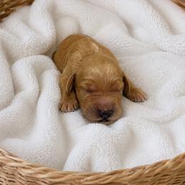 Jack - Red male Bernedoodle puppy in High Point, North Carolina from Kingsfield Doodles