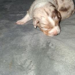 TBD - Red merle female Australian Shepherd puppy in Luther, Michigan from Pine River Australian Shepherds