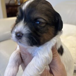 Jesse - Red sable male Havanese puppy in Independence, Iowa from EClair's Havanese