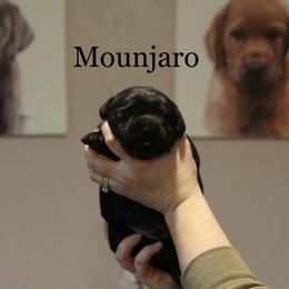 Mounjaro - Black male Labrador Retriever puppy in South Lyon, Michigan from Matoskah Meadows Labradors