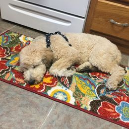 Pyredoodle and Sheepadoodle Puppies from Davis Family Doodles