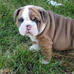 Boxers and Bulldogs from Perry Hill Bullies