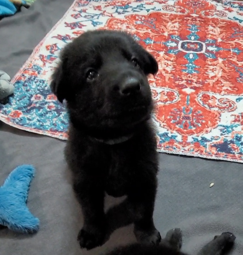 Gamora Green collar - Black German Shepherd puppy in Bartlett, Tennessee from Vigilant Shepherds
