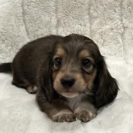 Murphy - Cream male Dachshund puppy in Charleston, Illinois from Gooddach’s Dachshunds