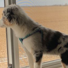 Australian Shepherds, Miniature Australian Shepherds, and Toy Australian Shepherds from KNJ Aussies