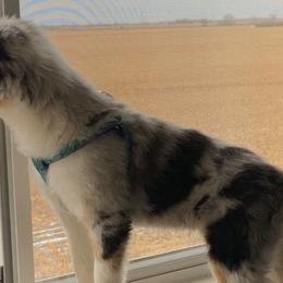 Australian Shepherds, Miniature Australian Shepherds, and Toy Australian Shepherds from KNJ Aussies