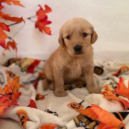 Blue Color Puppy - Golden male Golden Retriever puppy in Loma Rica, California from BloomingPuppies
