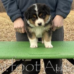 Boy 1 - Black tri-color male Australian Shepherd puppy in Lowell, Indiana from Bearfoot Aussies and Tollers