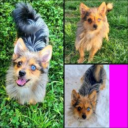 Yorkshire Terrier puppies from Working W Kennels