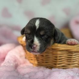 Bluie full tail - Gray and white female American Corgi puppy in Nashville, Arkansas from Whisenhunt Farms