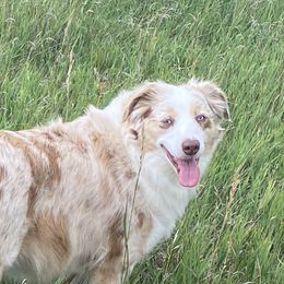 Miss Gemma - Miniature Australian Shepherd