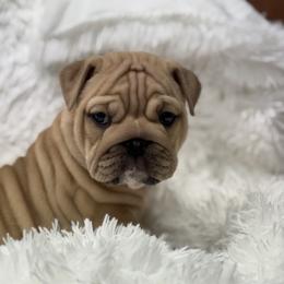 Caroline - Fawn female Bulldog puppy in Clever, Missouri from Crystals Bulldog Bungalow