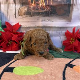 Green - Red  male Poodle puppy in Miami, Florida from Katy's Toy Poodles