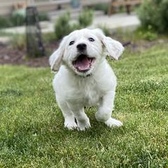 English Setter Puppies from Steens Mountain Setters