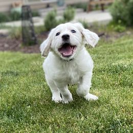 English Setter Puppies from Steens Mountain Setters