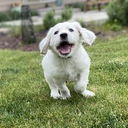 English Setter Puppies from Steens Mountain Setters