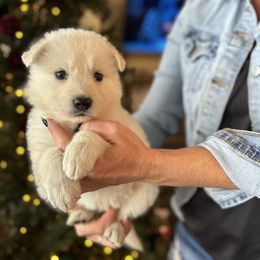 Green Female - White female Berger Blanc Suisse puppy in Brooksville, Florida from Vom Hundhaus Shepherds