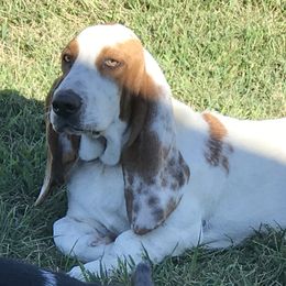 Clint Eastwoof  - Basset Hound