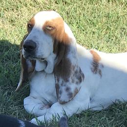 Clint Eastwoof  - Basset Hound