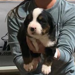 Gray Collar Female - Black rust and white female Bernese Mountain Dog puppy in Bristol, Tennessee from Holston Hollow Farm